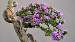 Top 7 loại cây bonsai đẹp nhất thế giới