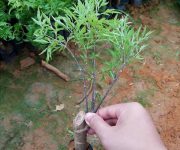 Kỹ thuật trồng cây đinh lăng tại nhà cho người mới bắt đầu